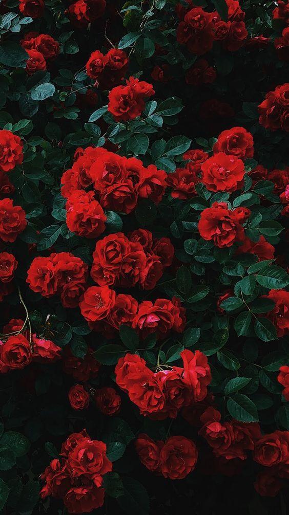 Eternal Embrace Elegant Floral Array